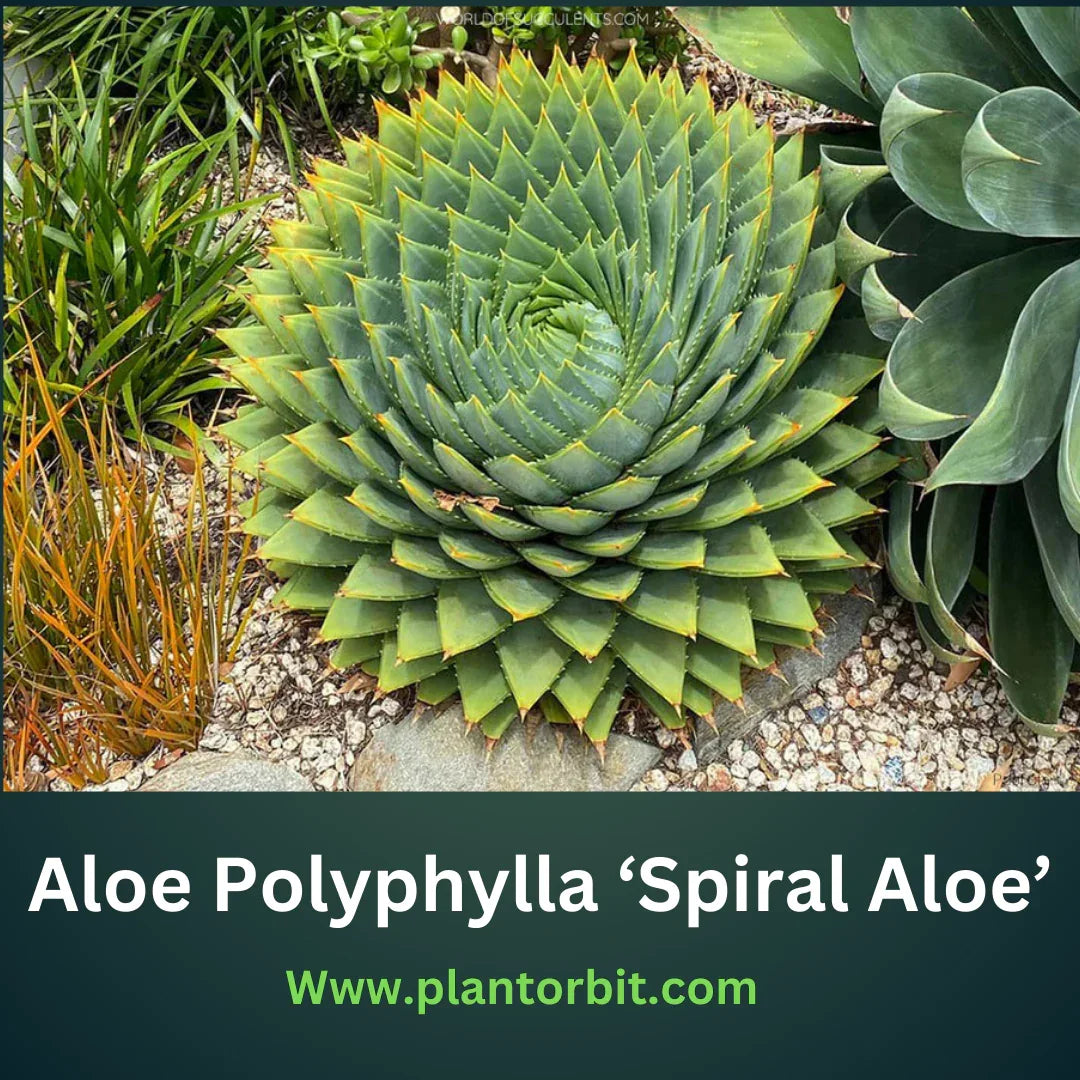 Beautiful Aloe Polyphylla (Spiral Aloe) with its signature spiral rosette pattern, a rare succulent featured in Plant Orbit’s guide on care, propagation, and benefits.