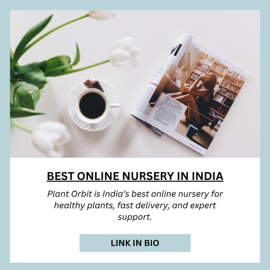 Which is the Best Online Nursery in India?