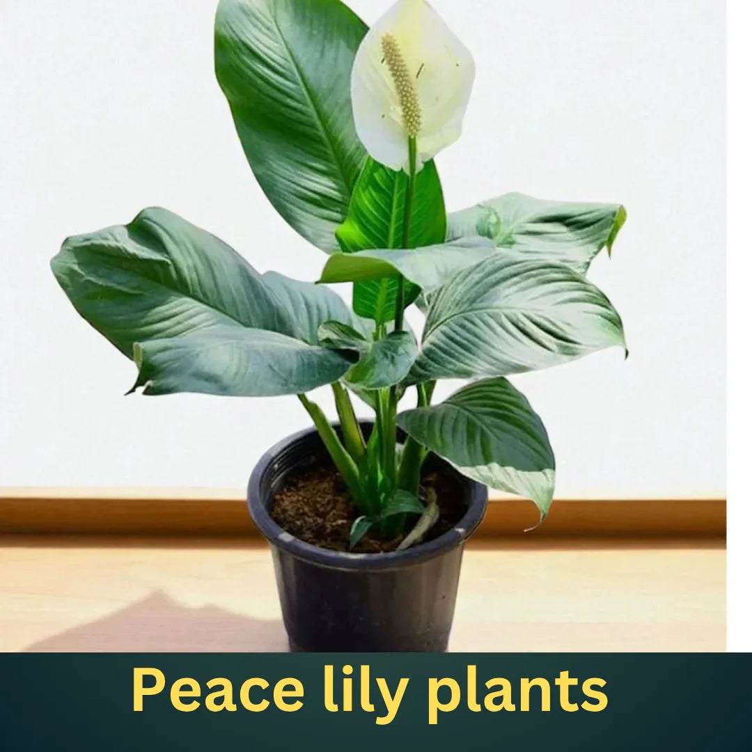 How to Grow and Care for Peace Lily (Spathiphyllum): The Ultimate Guide