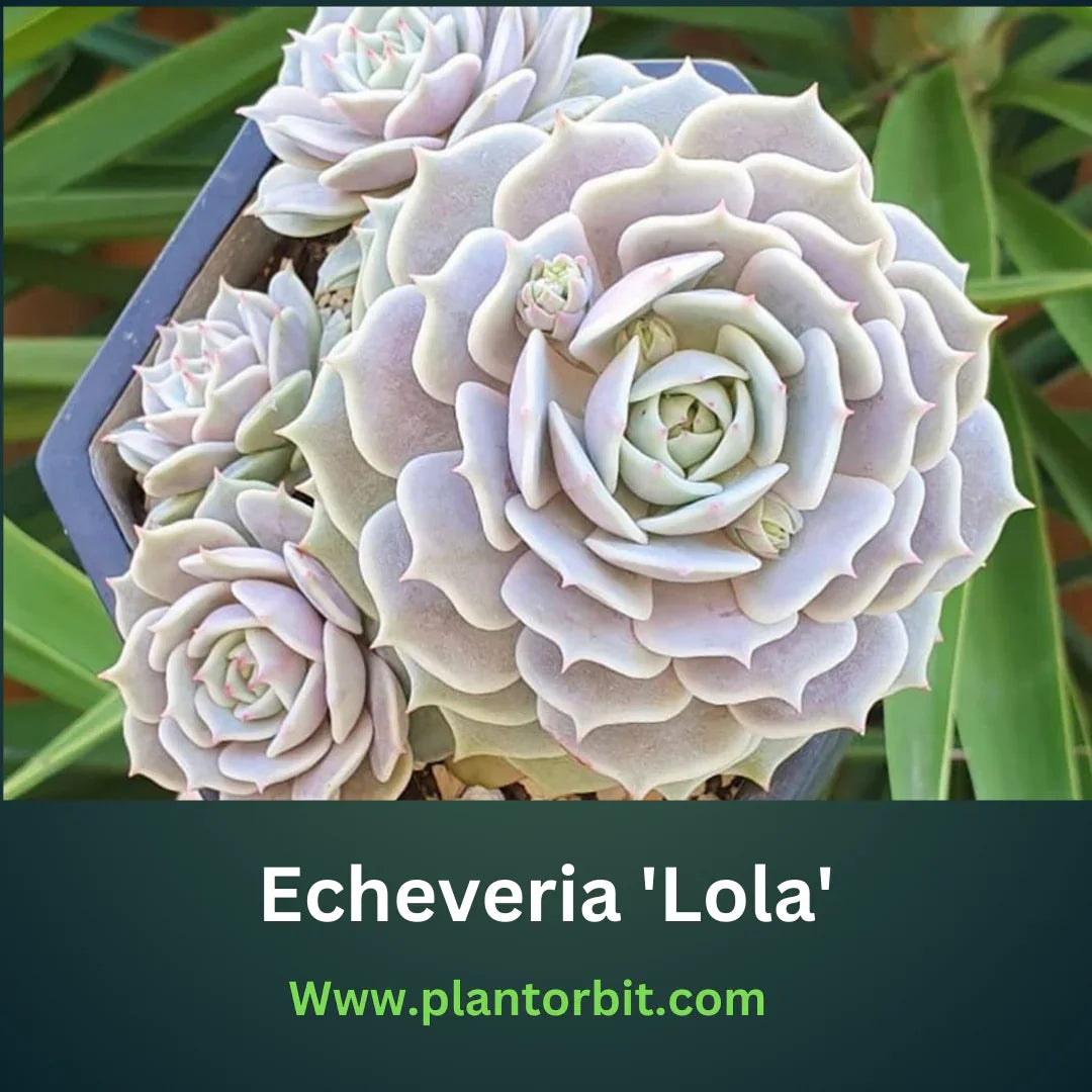 Echeveria Lola, a pastel-colored succulent with compact rosettes and offsets, perfect for indoor and outdoor gardens. Featured by Plant Orbit.