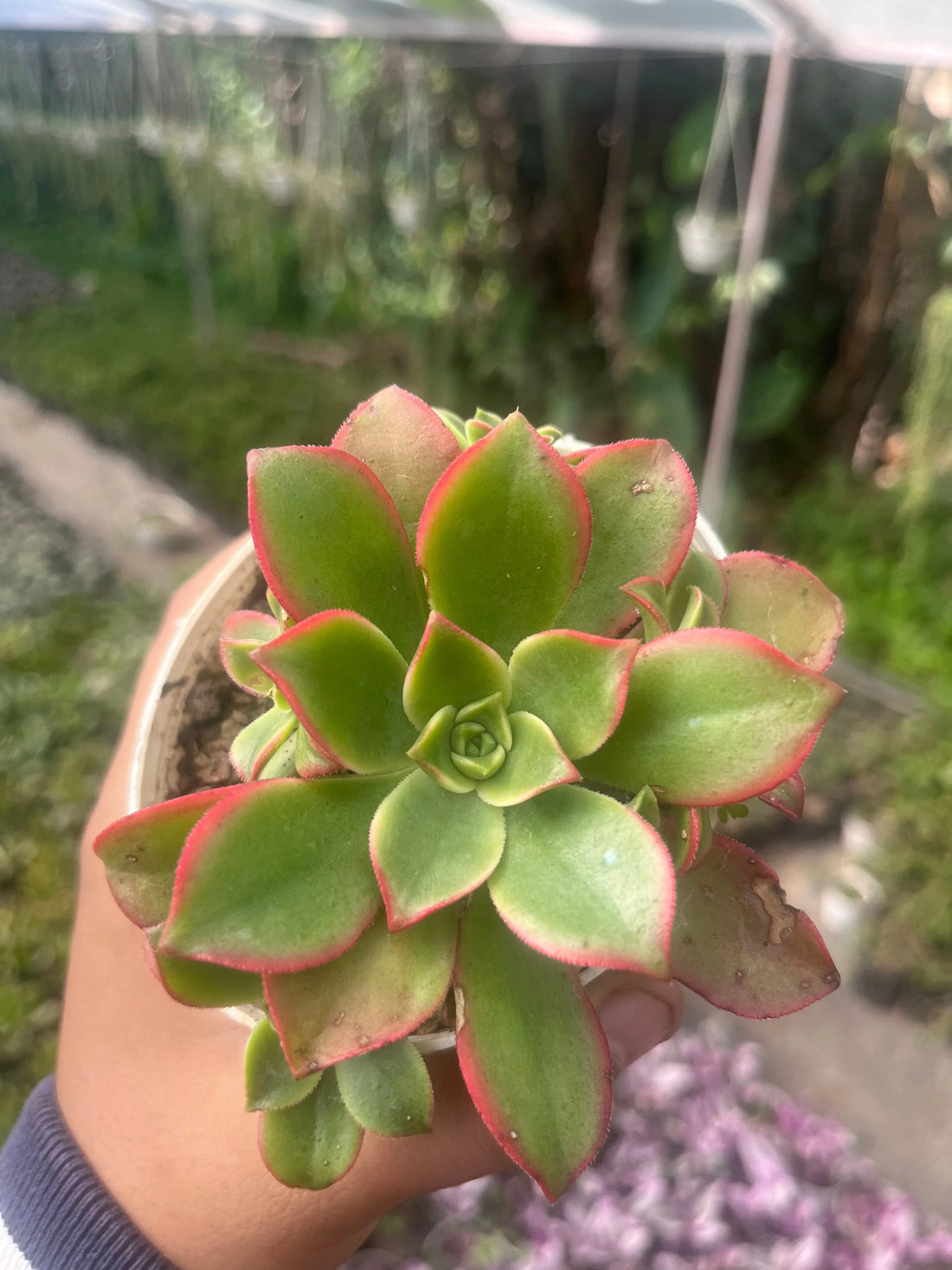 Best Succulents for Indoor Decoration in 2025