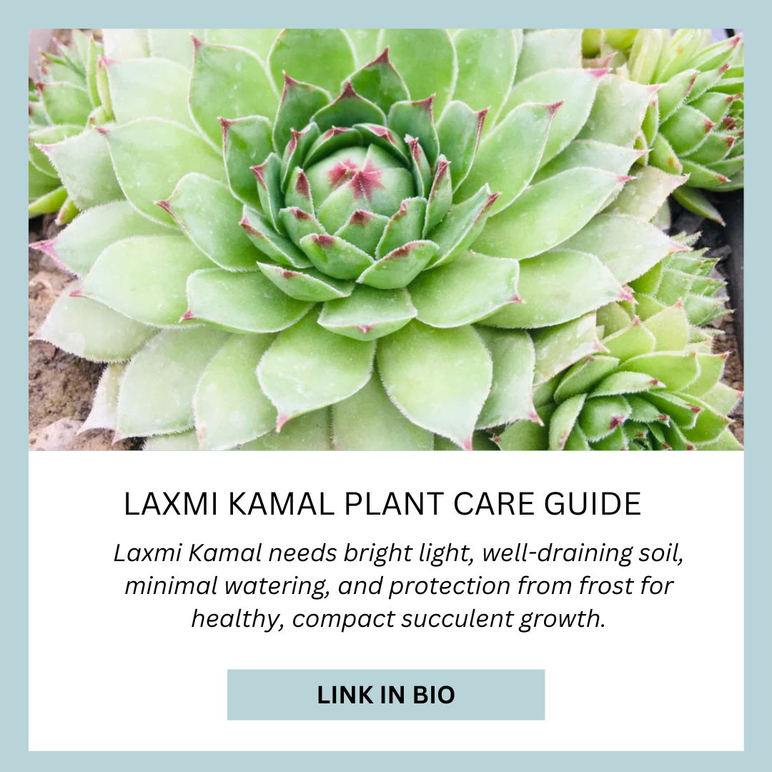 Complete Guide to Growing and Caring for Laxmi Kamal