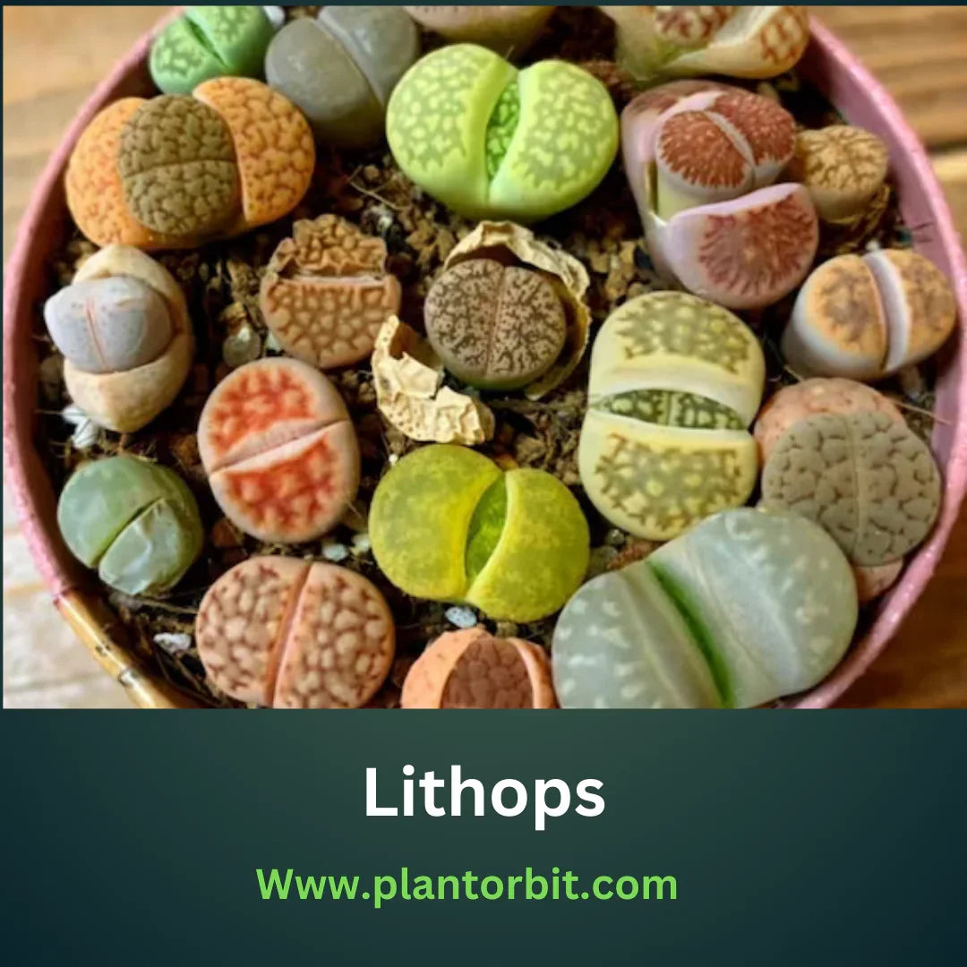 Lithops Care: Growing and Propagating Living Stones – Plant Orbit