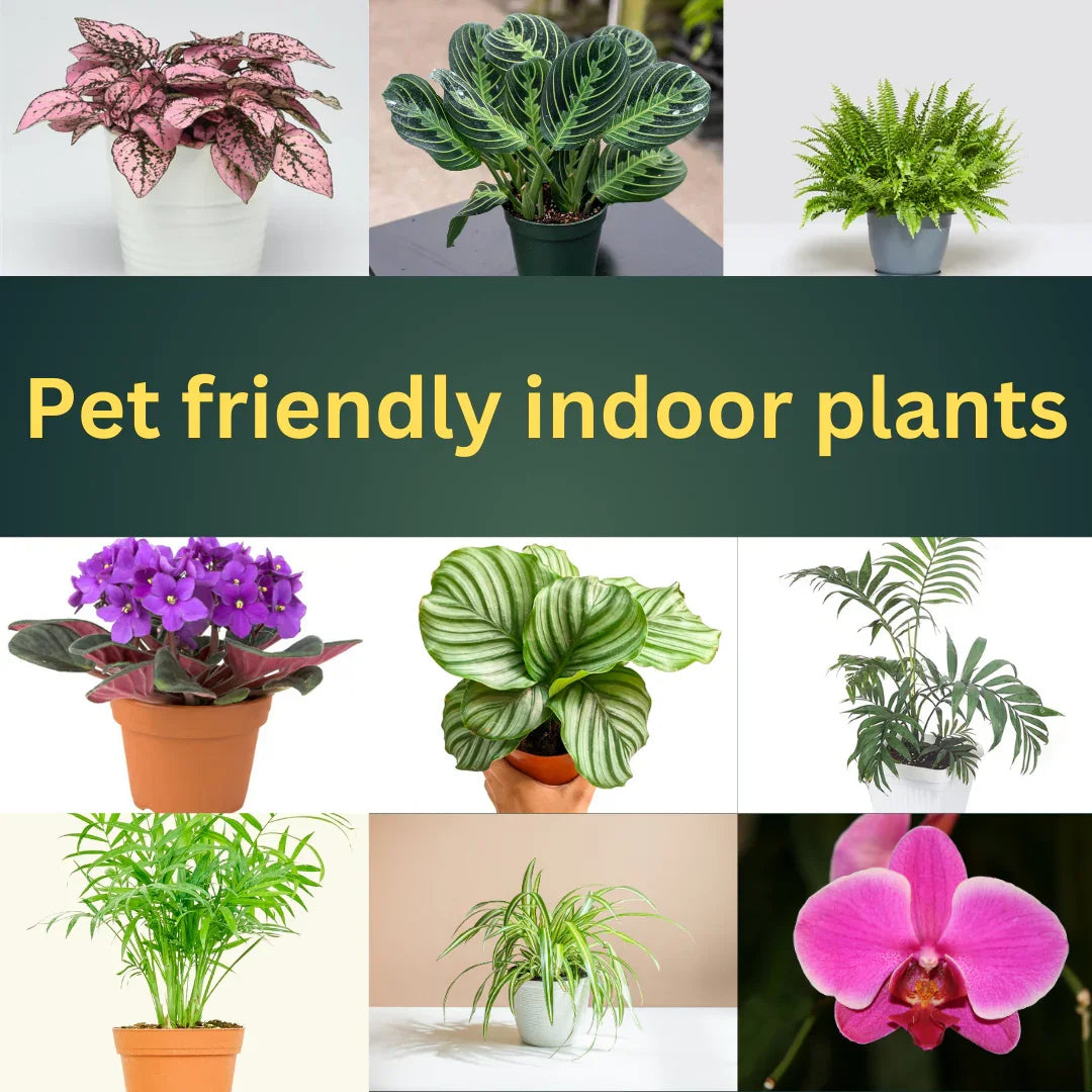 Pet-Safe Indoor Plants