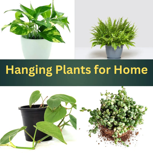 Hanging Plants for Home