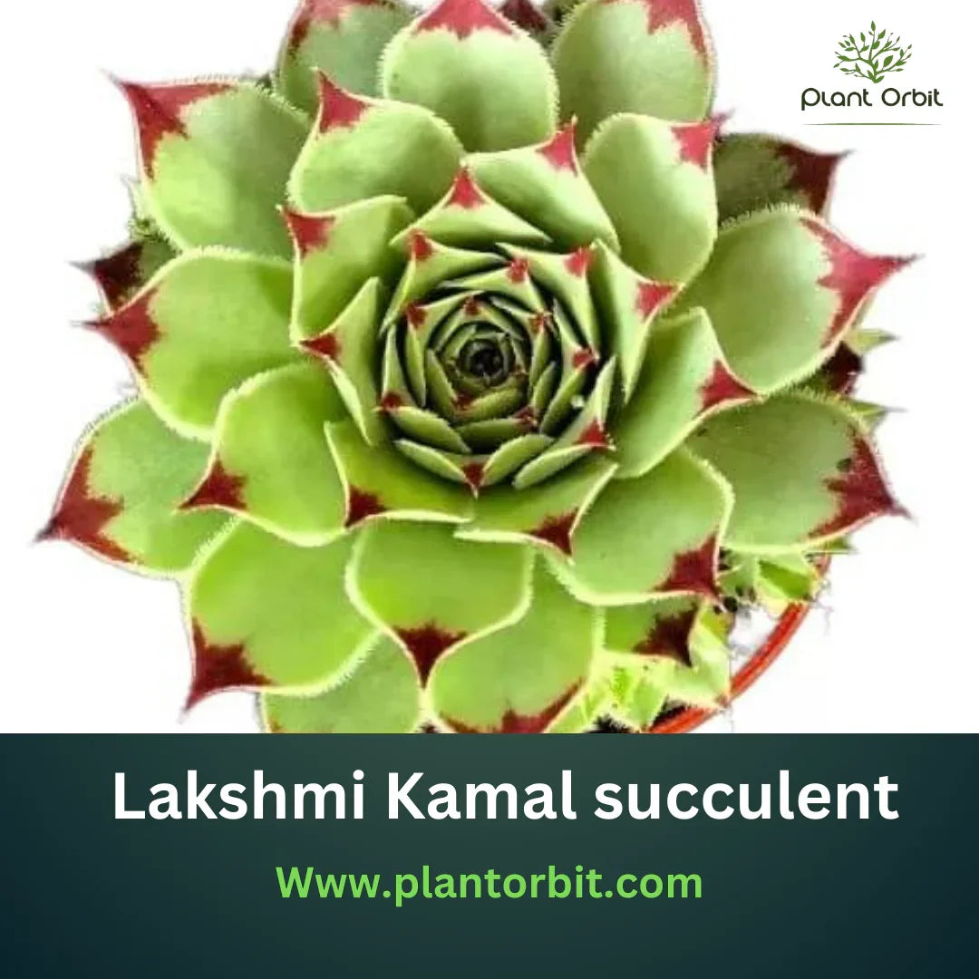 Lakshmi Kamal Succulent Care