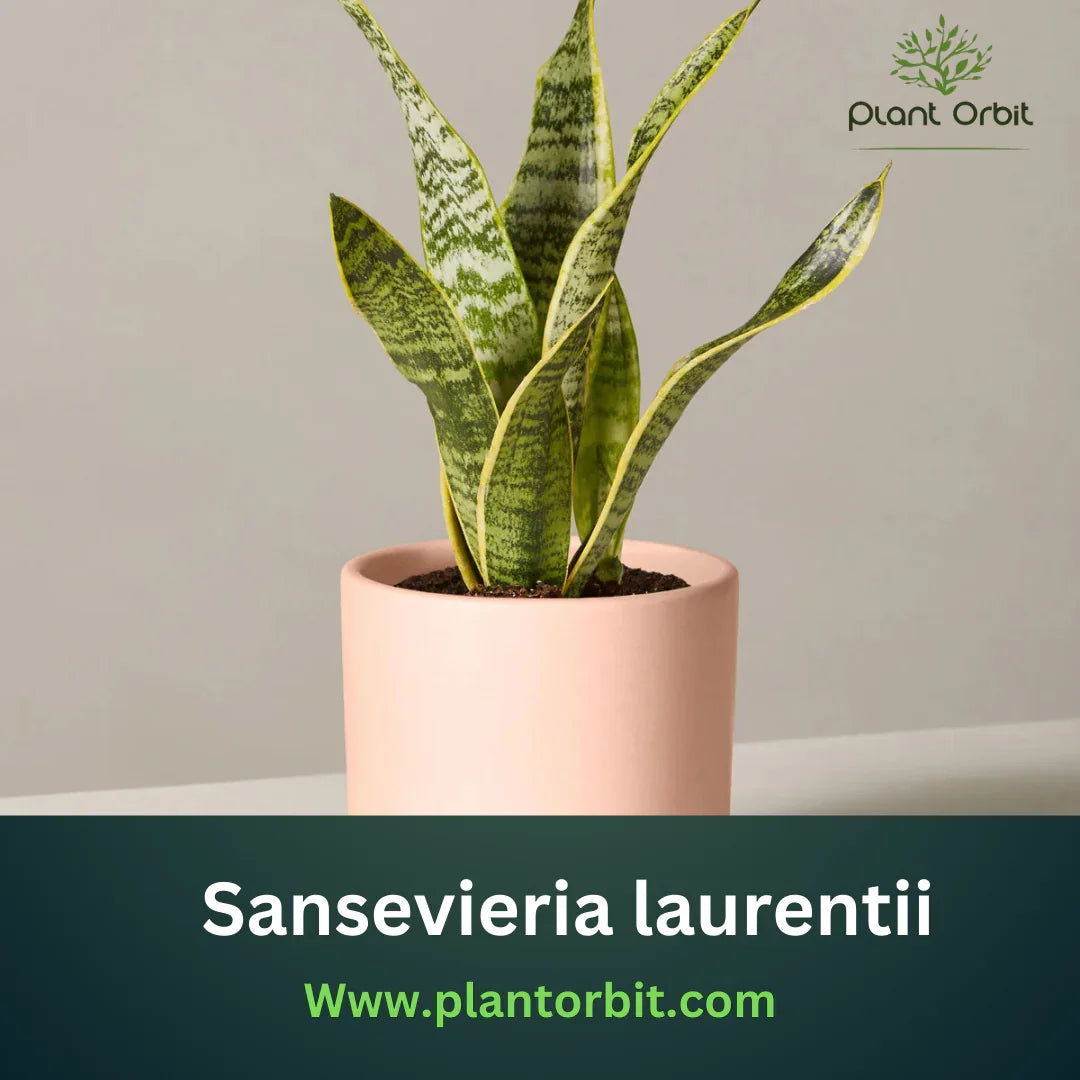 Sansevieria Laurentii