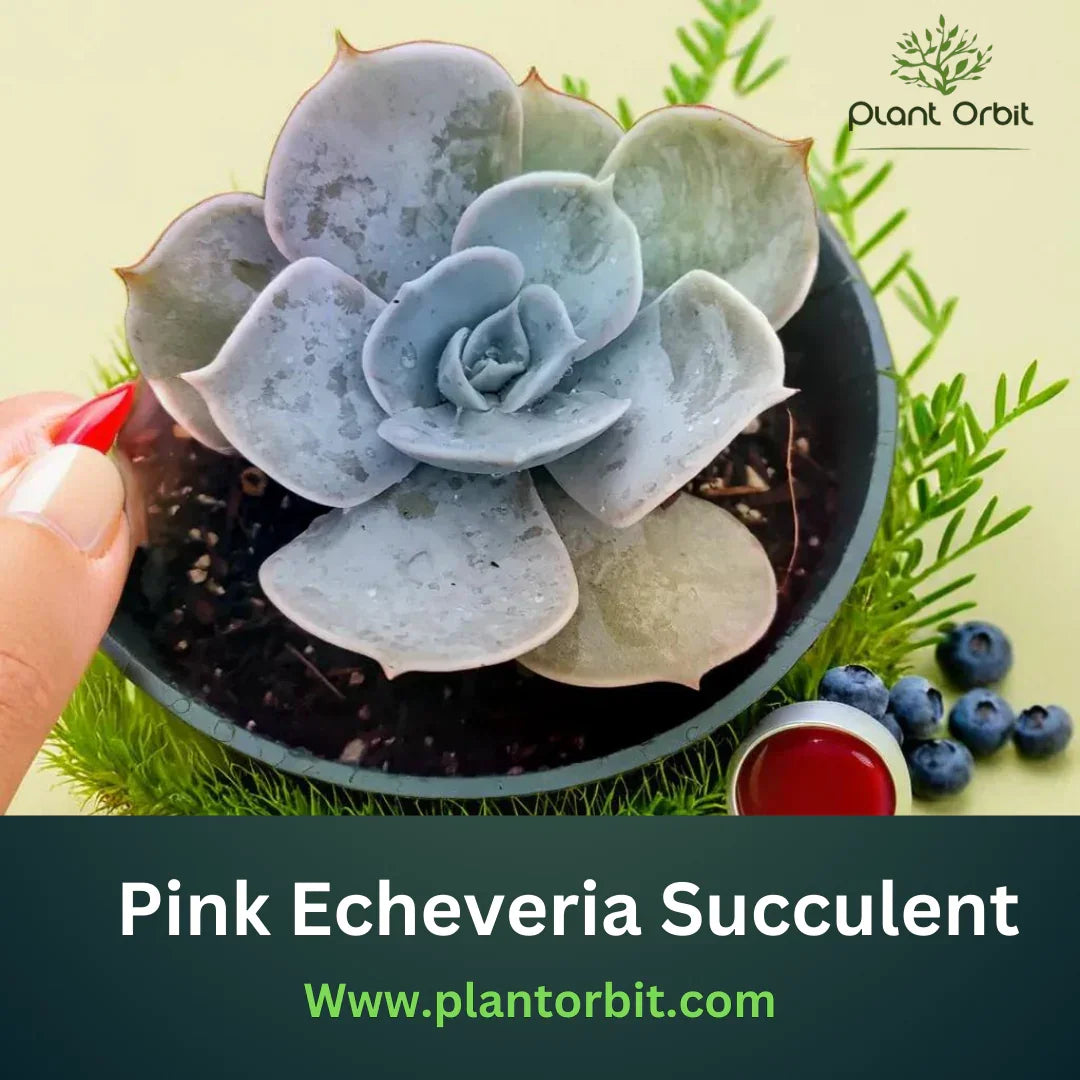 "Pink Echeveria succulent care - A beautiful rosette-shaped plant in a pot, perfect for indoor gardens. Learn how to grow and maintain this low-maintenance succulent for healthy growth."