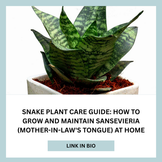 Complete Snake Plant Care Guide: Grow and Maintain Sansevieria