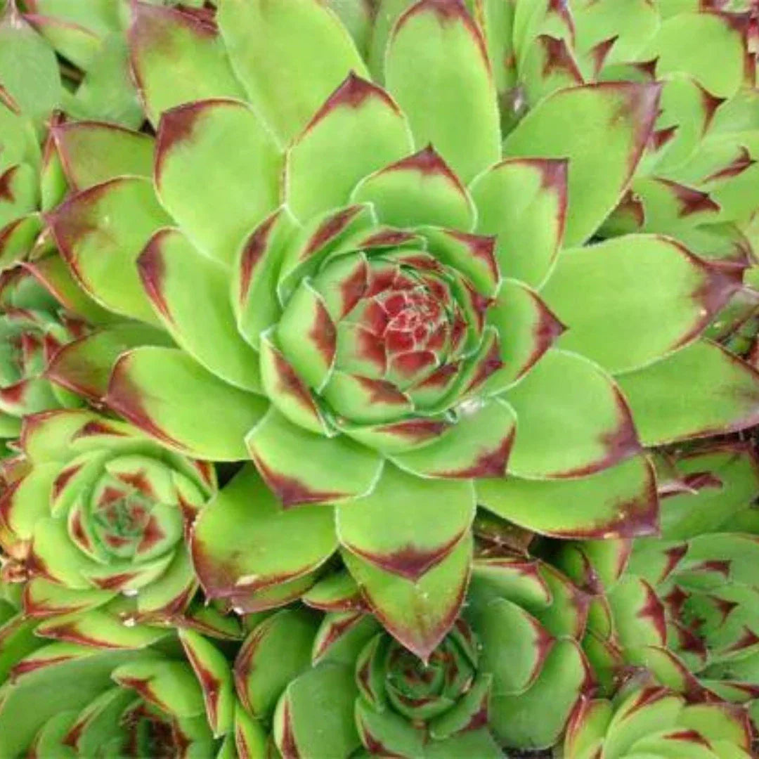 Sempervivum Plant Online In India