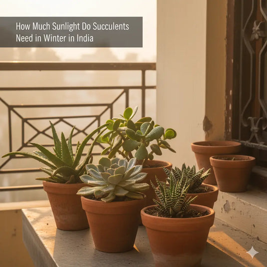 How Much Sunlight Do Succulent Plants Need in Winter in India