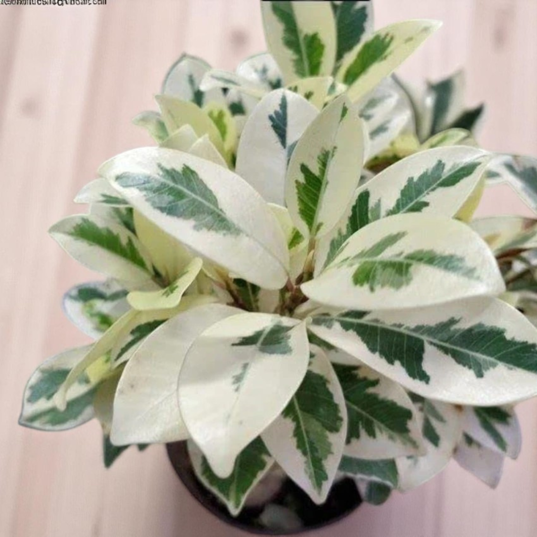 Ficus benjamina Safari Sapling Plant