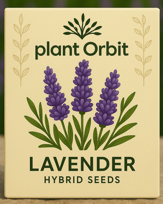 LAVENDER HYBRID SEEDS (30-40 seeds)
