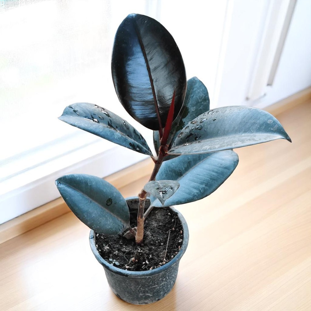 Rubber Plant Sapling