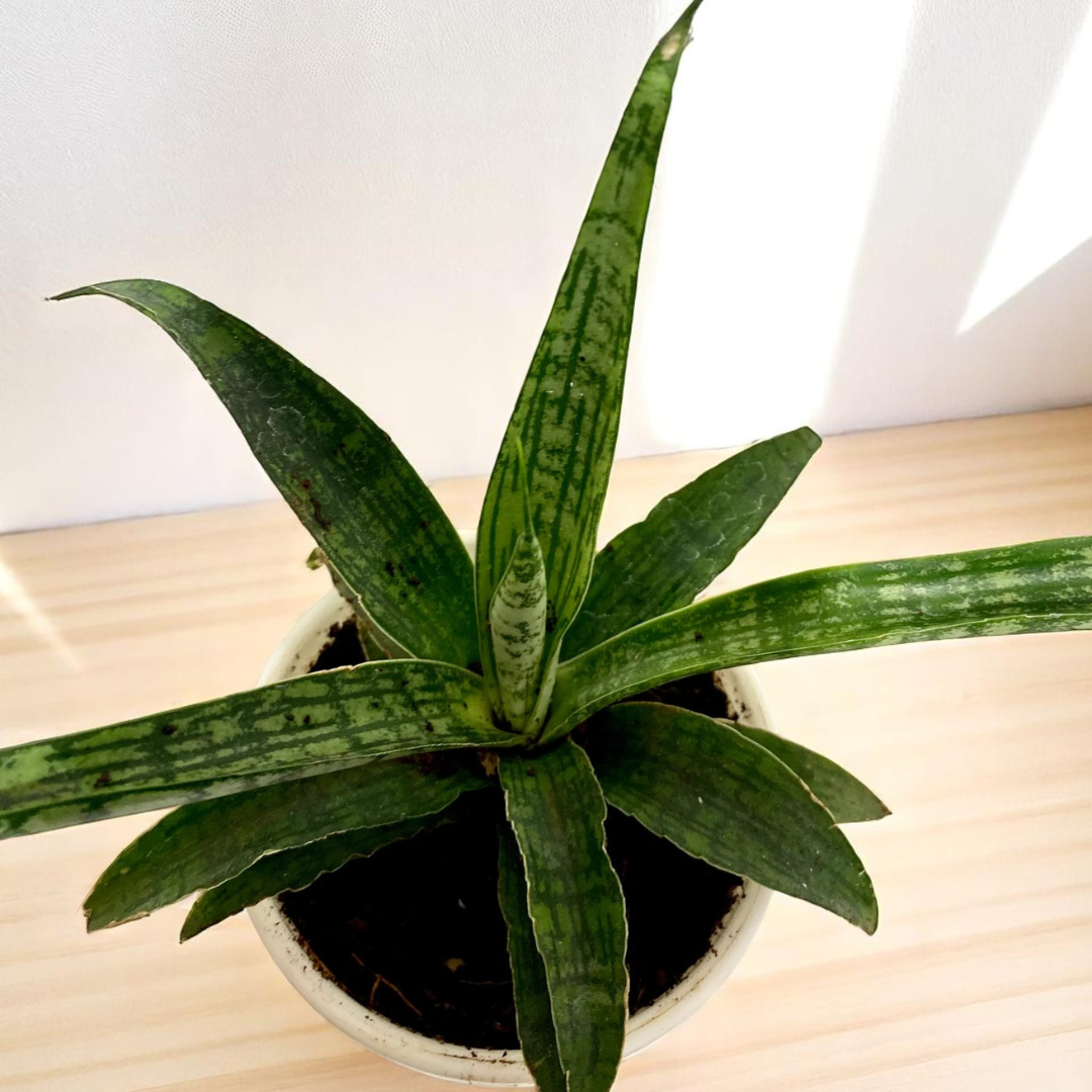 Sansevieria Silver Steel