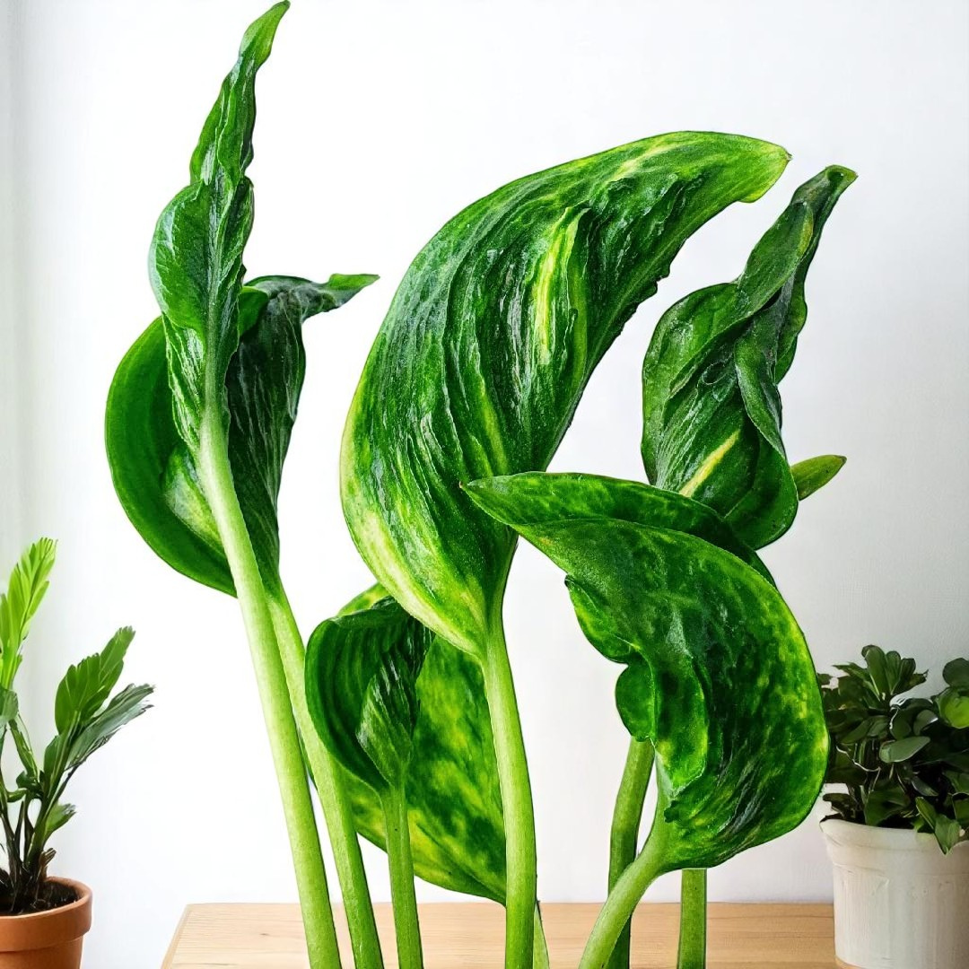 Sleeping Pothos Sapling