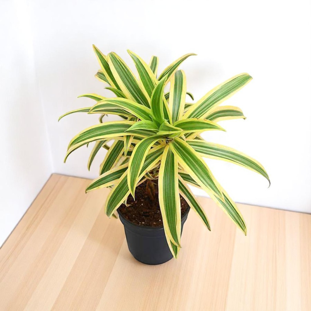 Song of India Plant