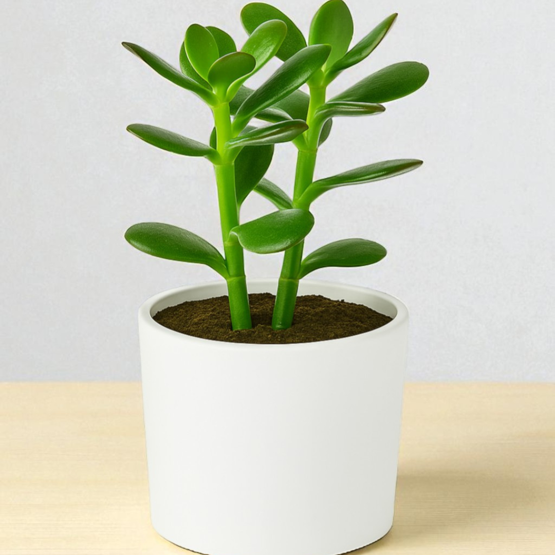 Crassula Jade plant (Kubber plant)