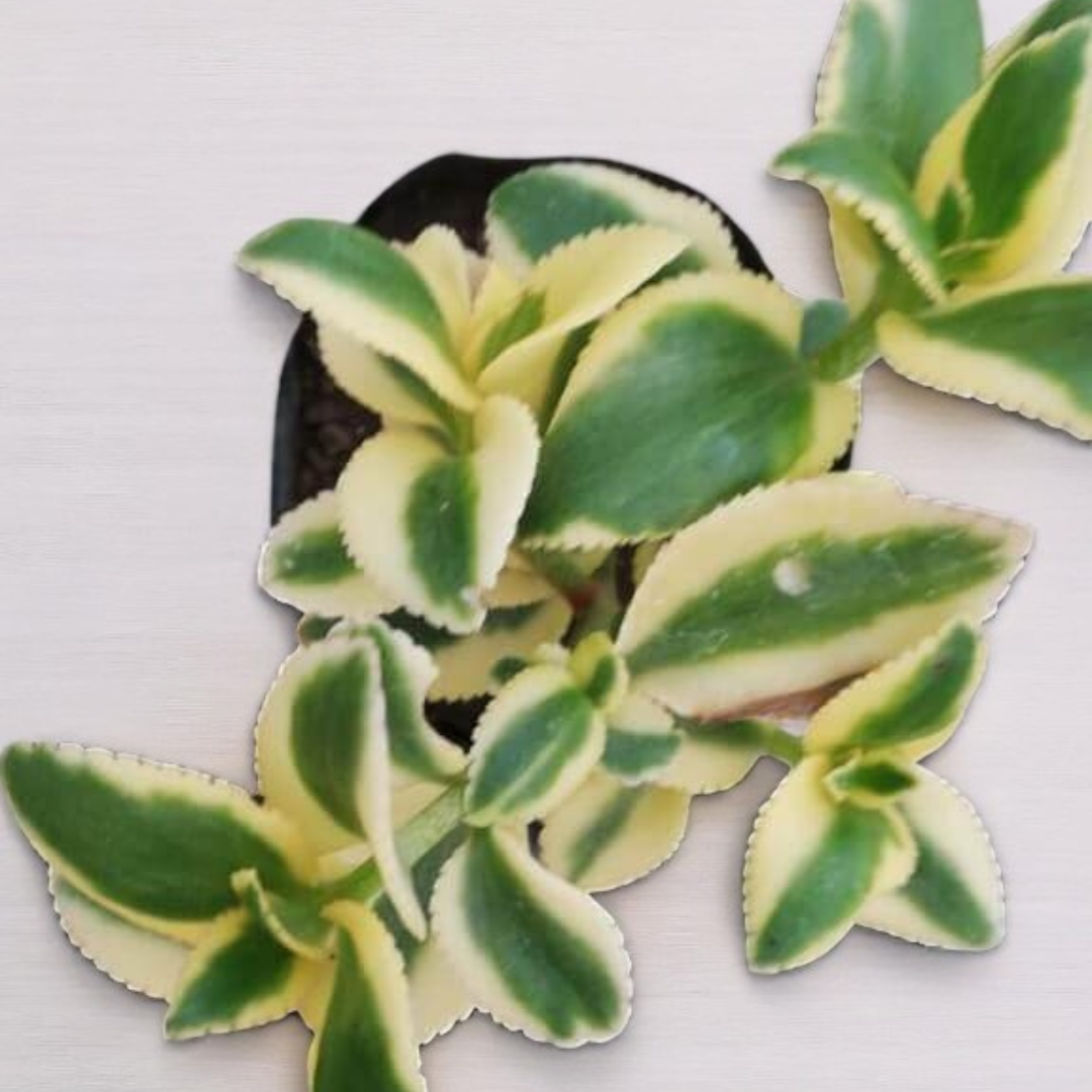 Crassula sarmentosa (BARE ROOTED)