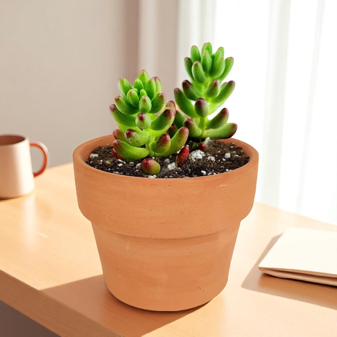 Sedum Rubrotinctum (Bare Rooted)