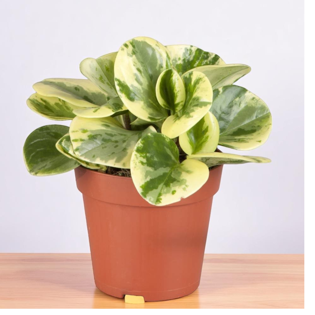 Pepromia White Plant