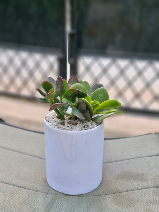 Crassula Jade plant (Kubber plant)