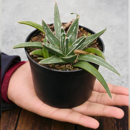 Agave Victoriae Reginae - Queen Victoria