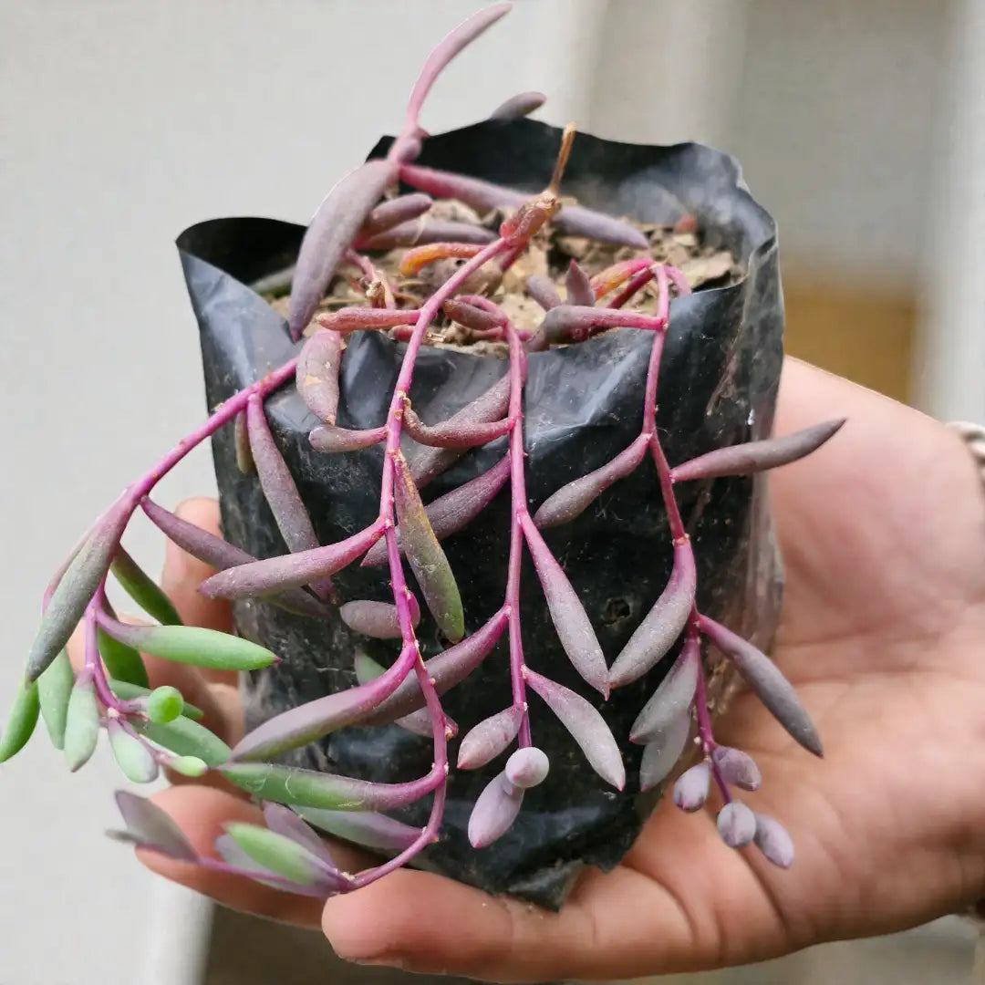 Othonna capensis-Ruby Necklace (Bare Rooted)