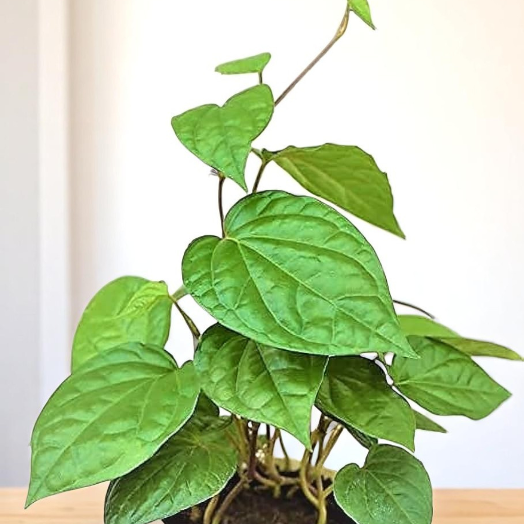 Betel Leaf (Beetle Paan)