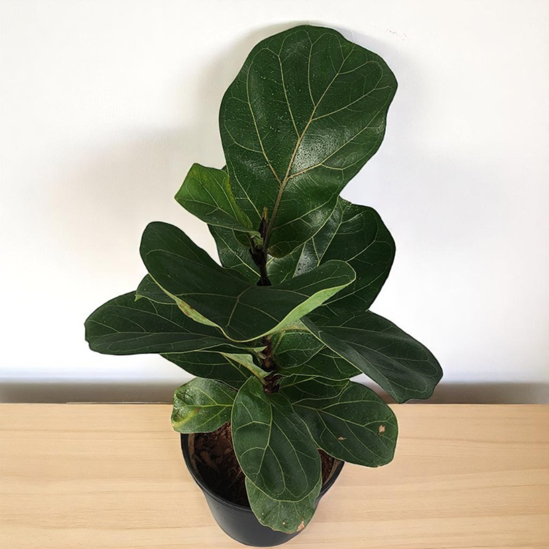 Ficus Lyrata Sapling