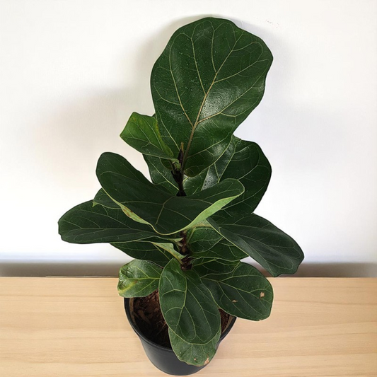 Ficus Lyrata Sapling