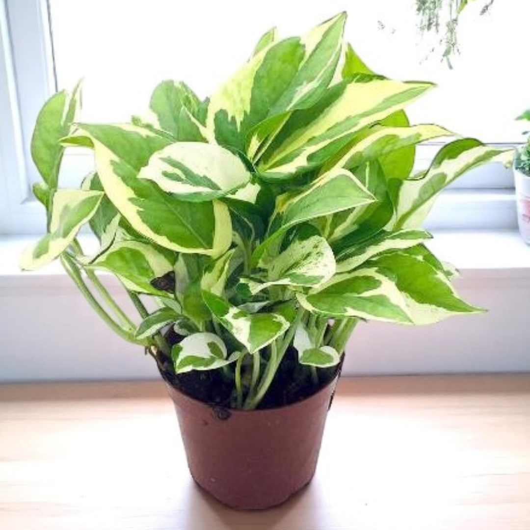 Enjoy Money Plant