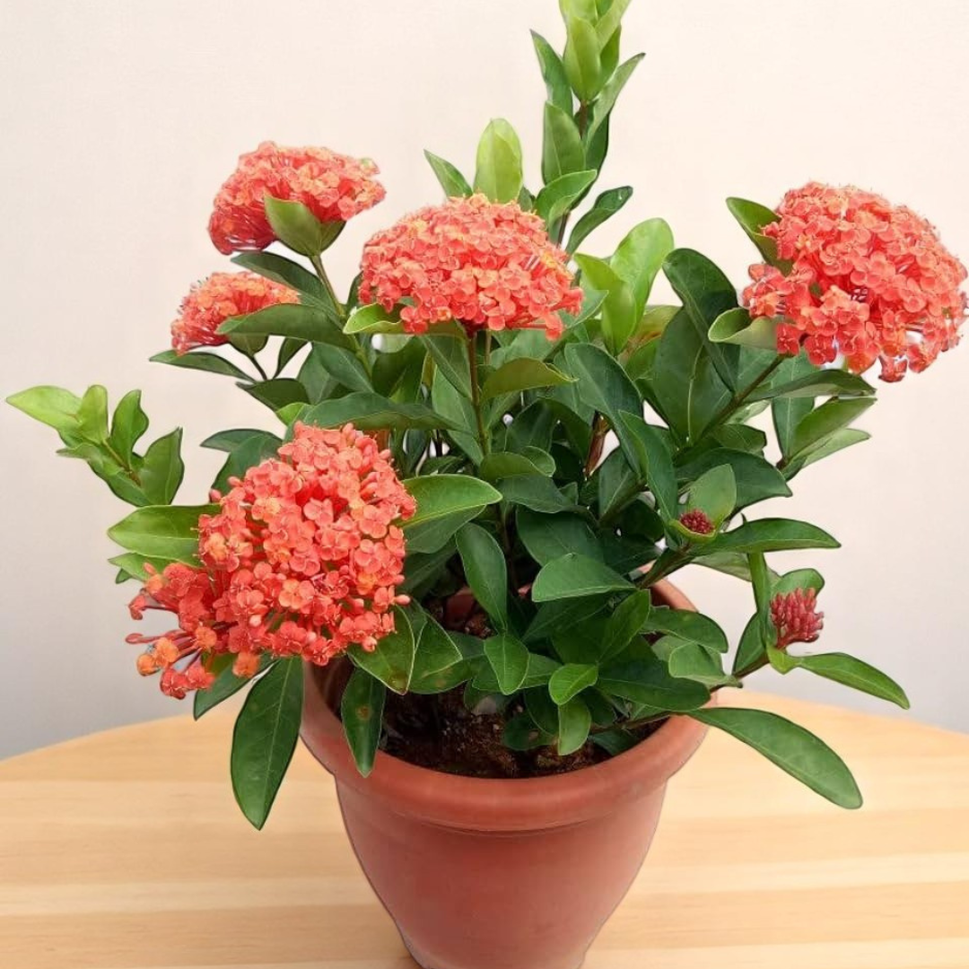 Ixora Plant