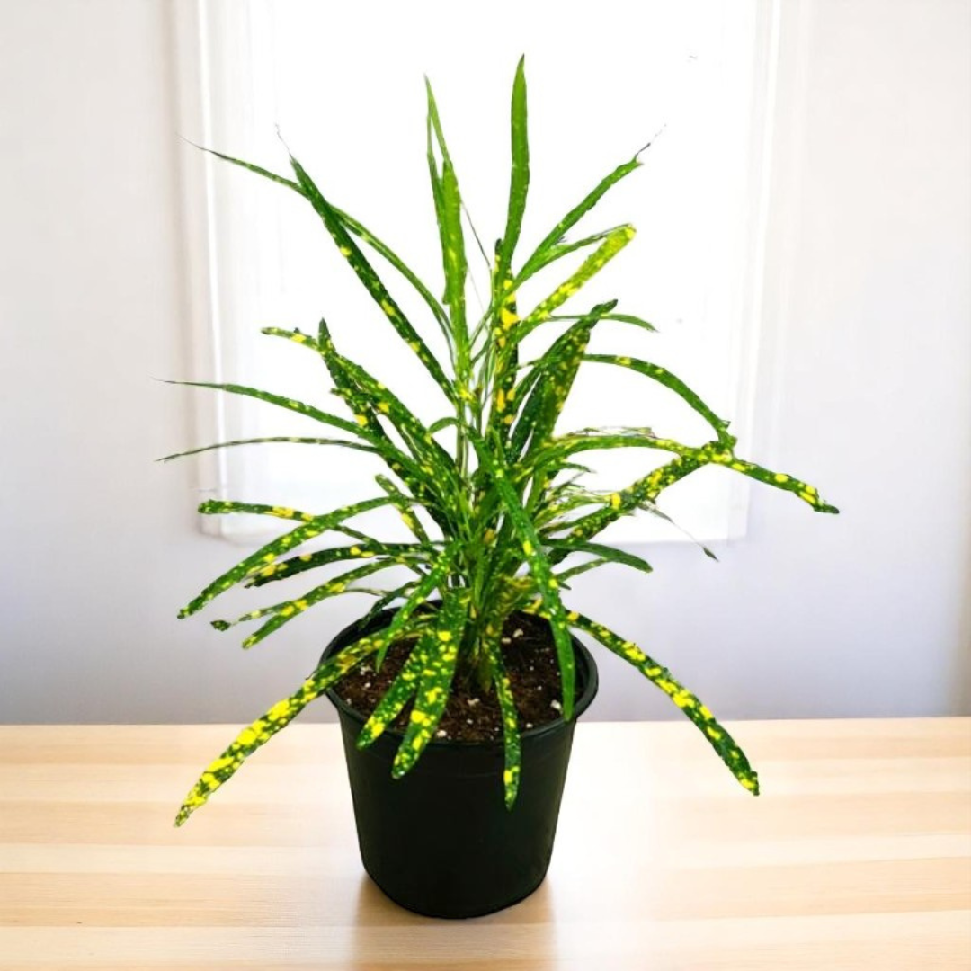 Nimbu Croton Sapling