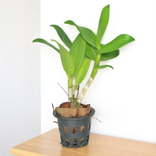 Dendrobium Orchid Plant