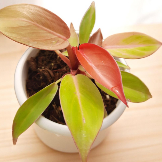 Philodendron Cherry Red