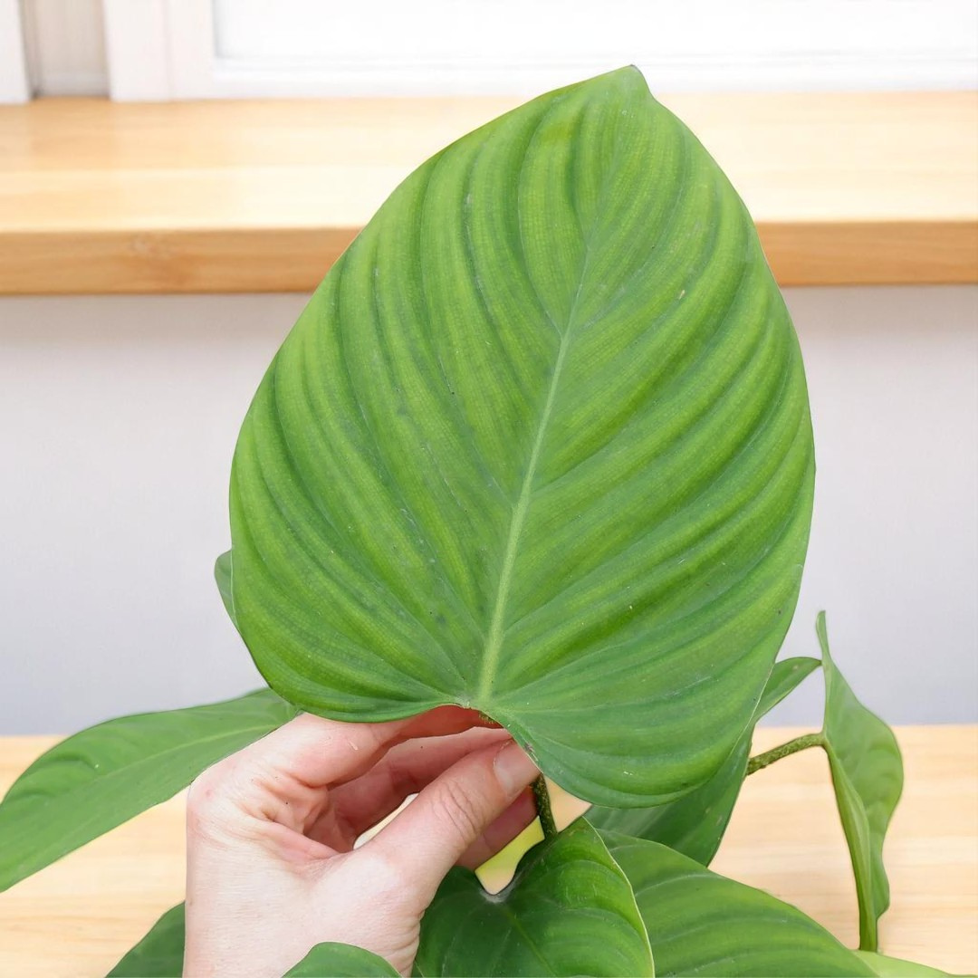 Philodendron Fuzzy Petiole