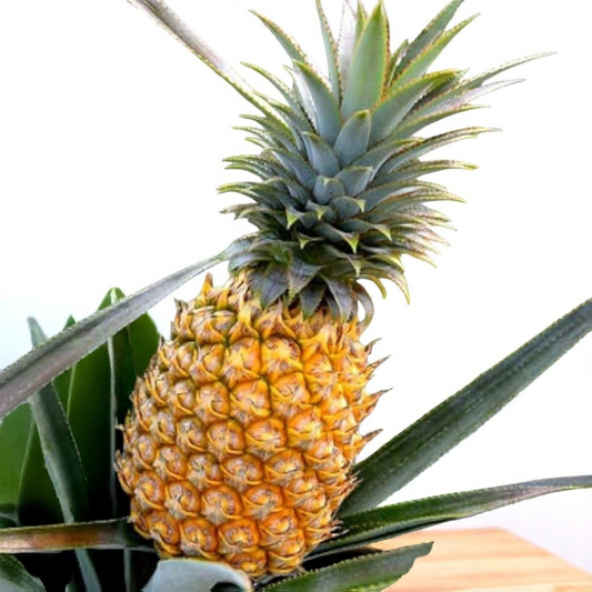 Pineapple Plant