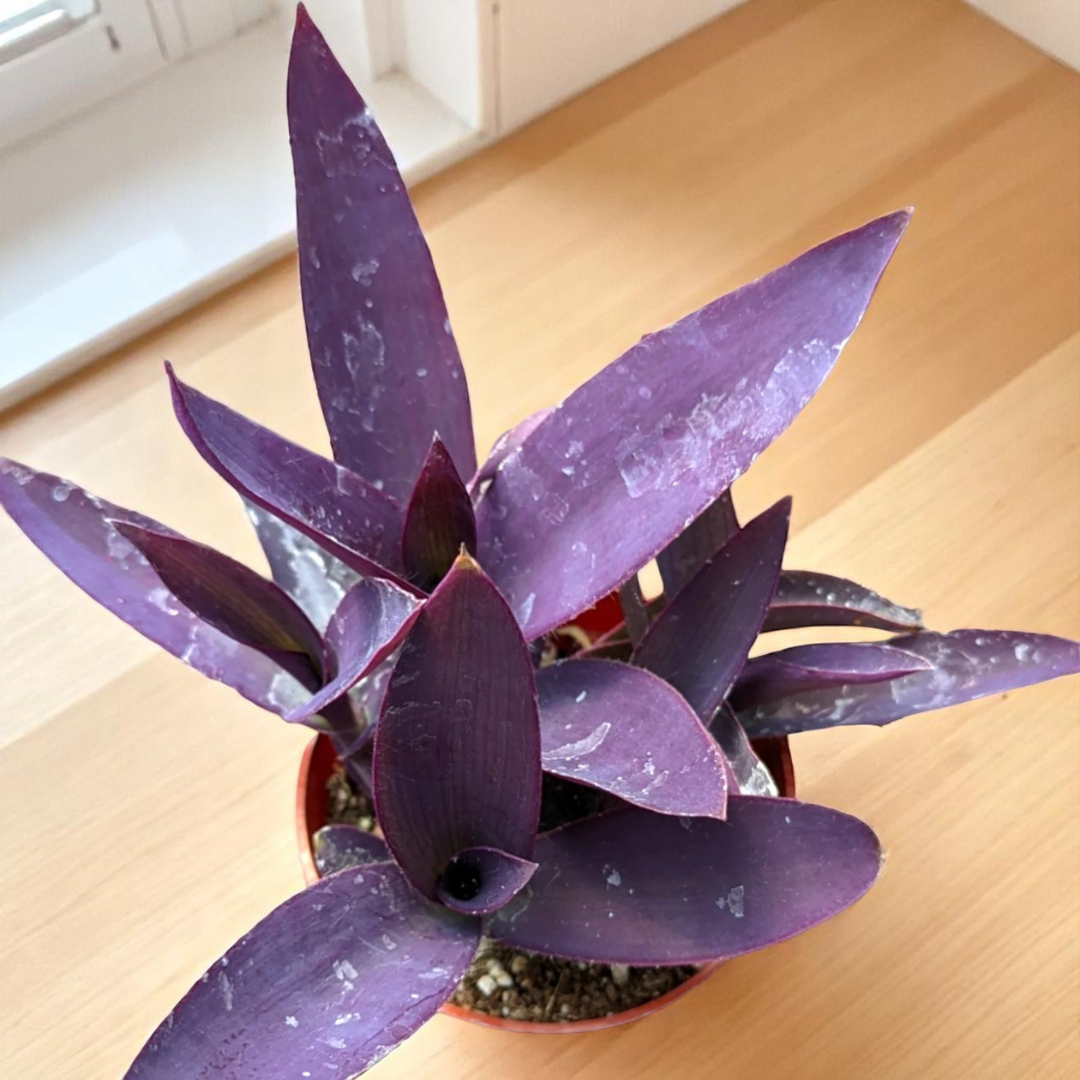 Tradescantia Pallida Queen