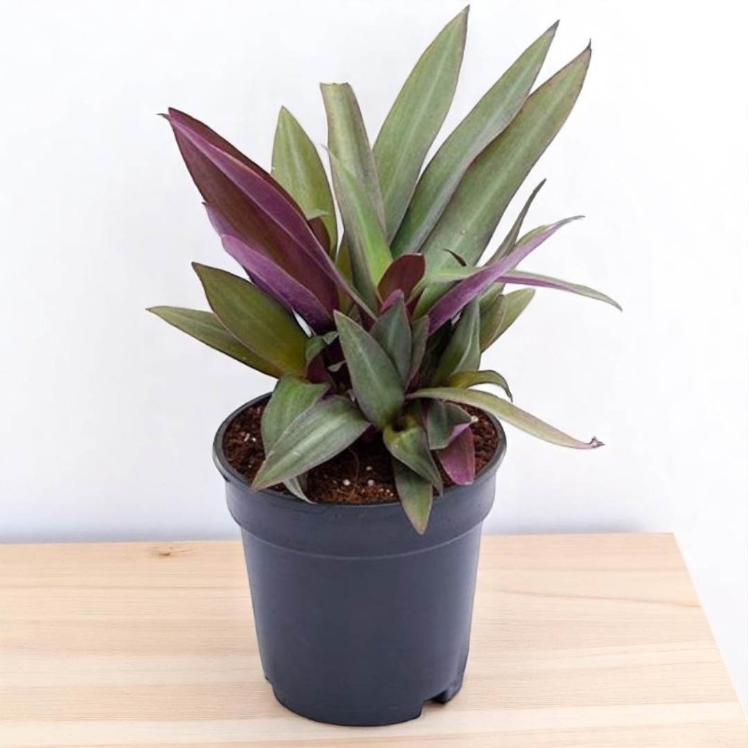 Tradescantia spathacea