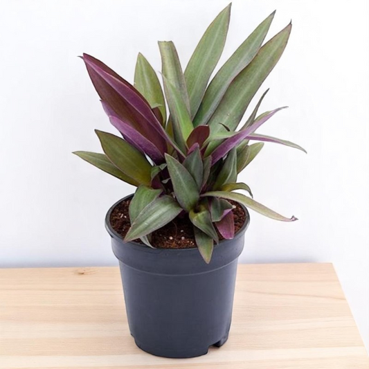 Tradescantia spathacea