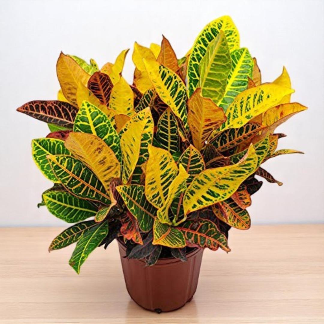 Petra Croton Sapling