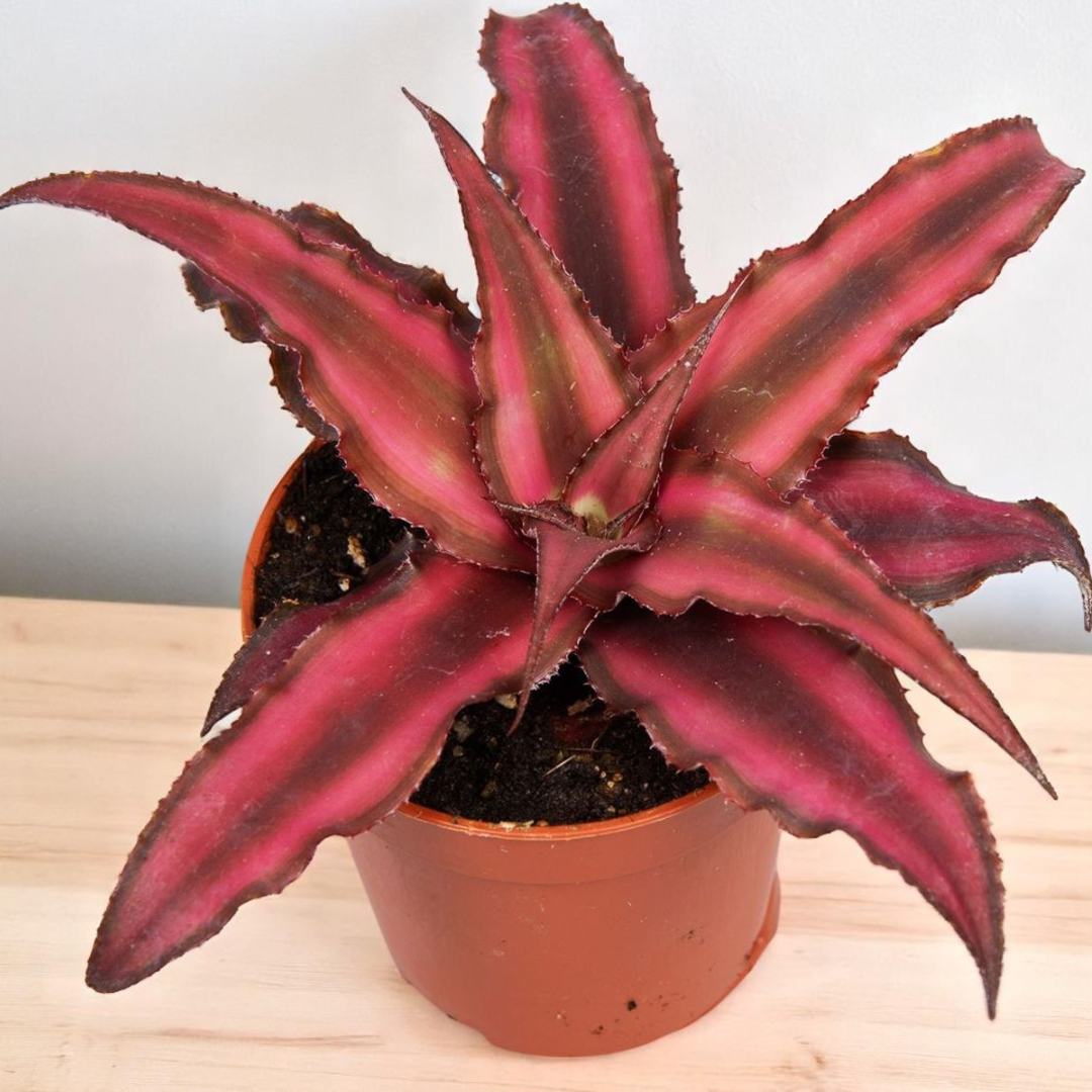 Cryptaxanthus