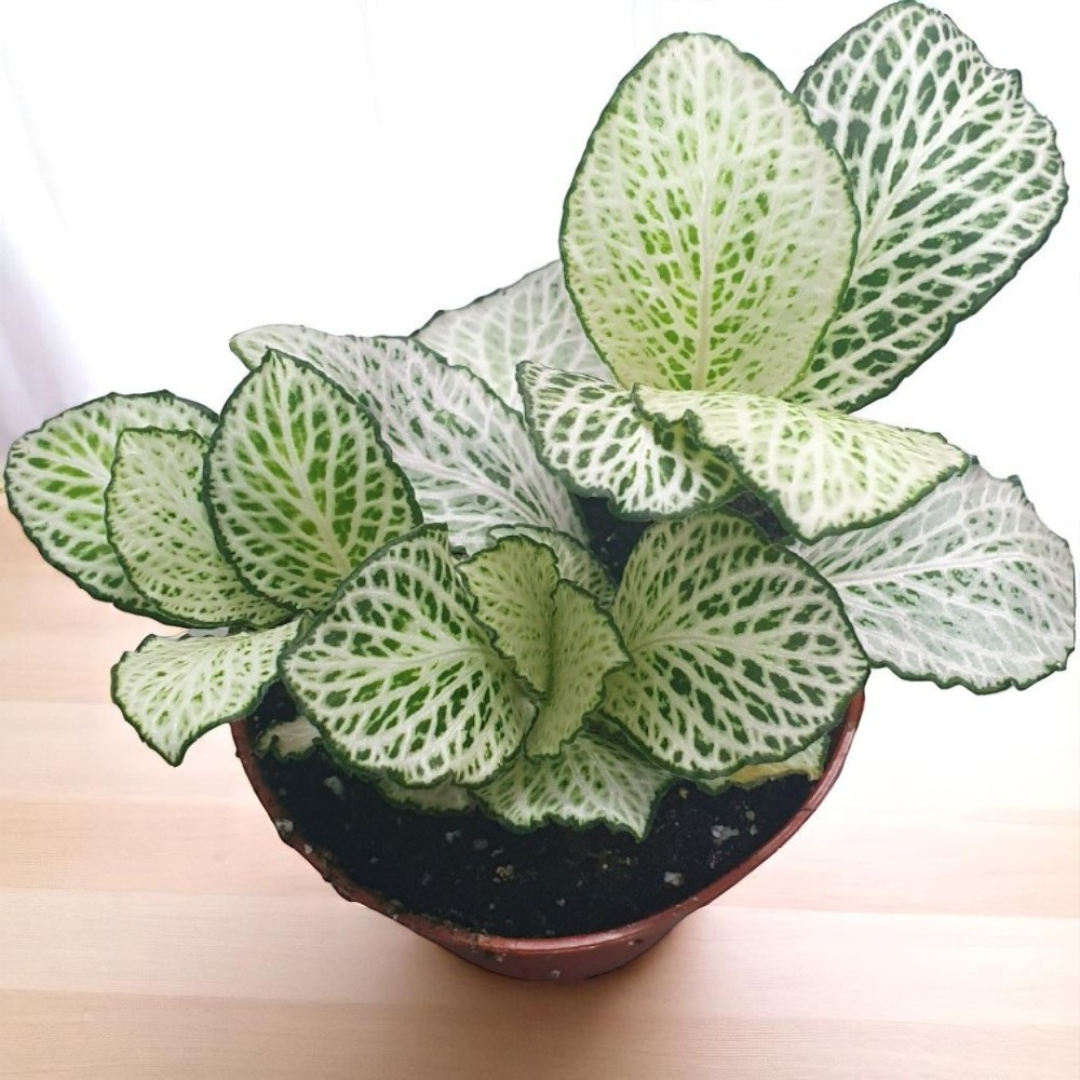 Green Fittonia