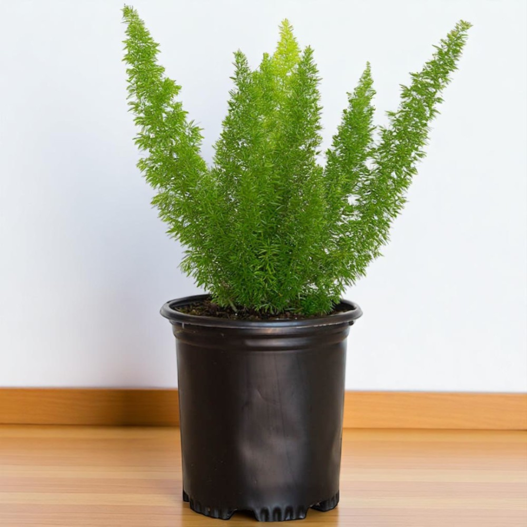 Bottle Fern