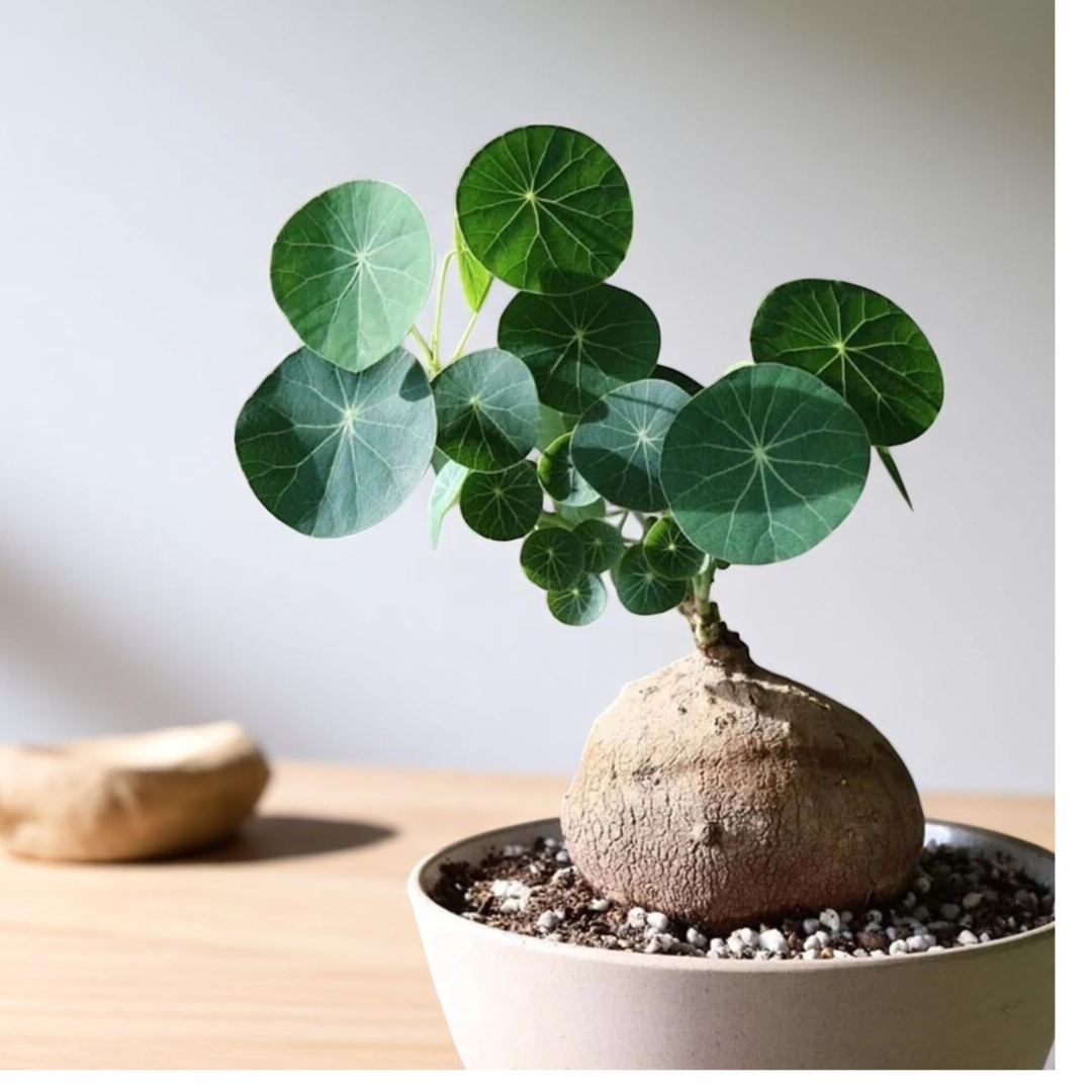 Stephania Erecta Bulb