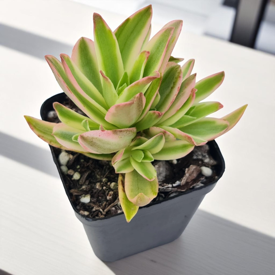 YELLOW VARIEGATED CAMFIRE (BARE ROOTED)
