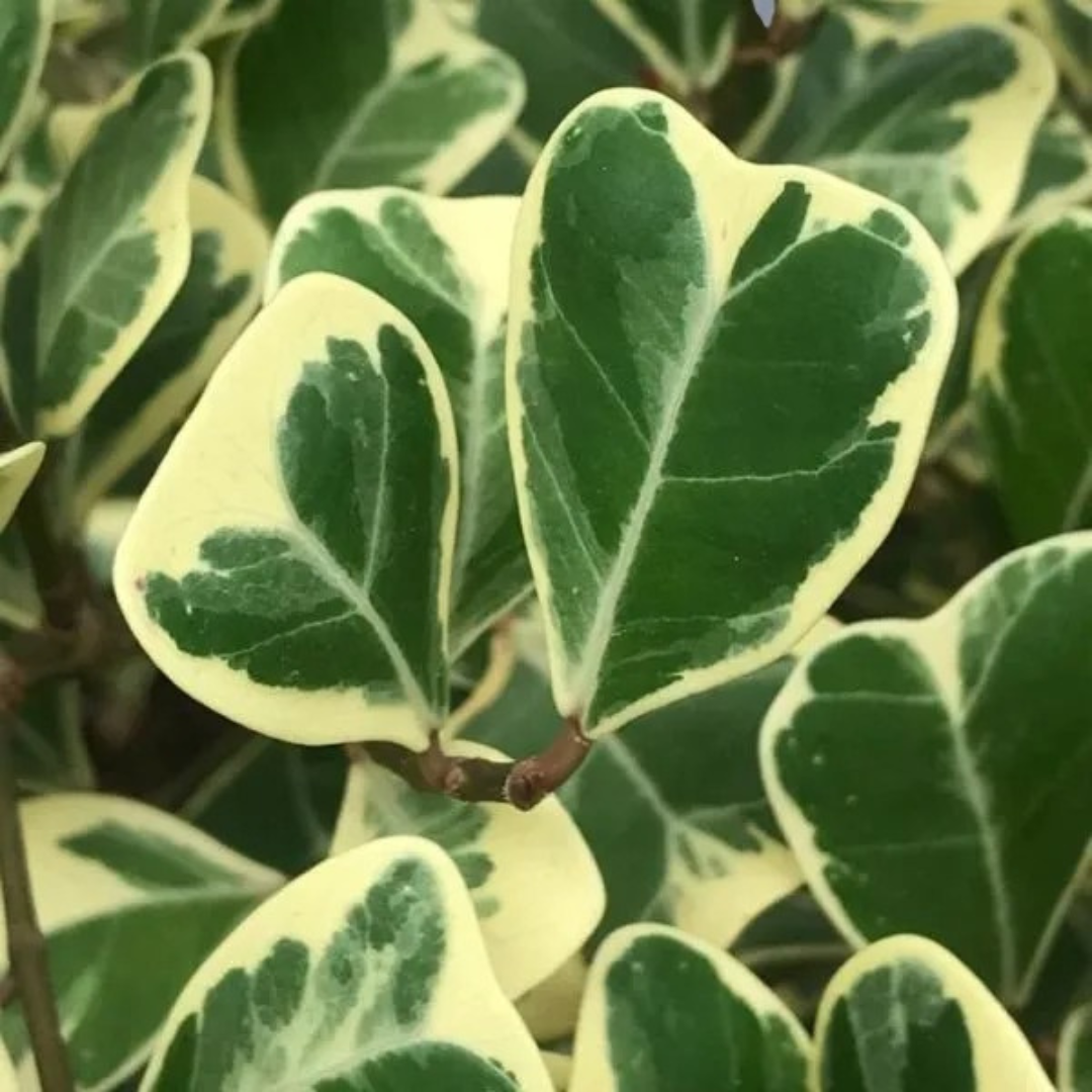 Triangular Ficus Sapling Plant