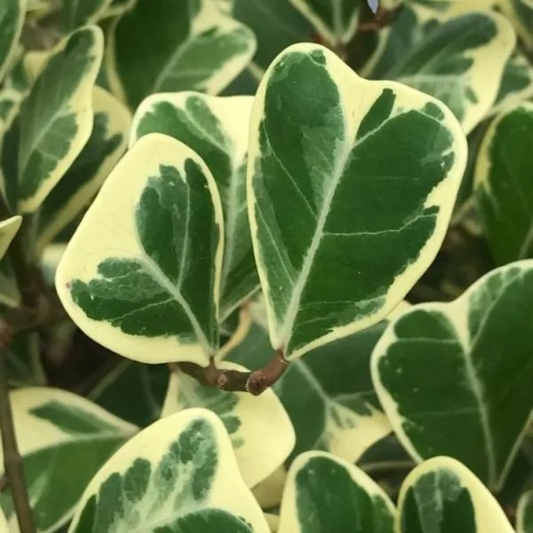 Triangular Ficus Sapling Plant