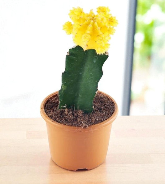 YELLOW MOON CACTUS (BARE ROOTED)